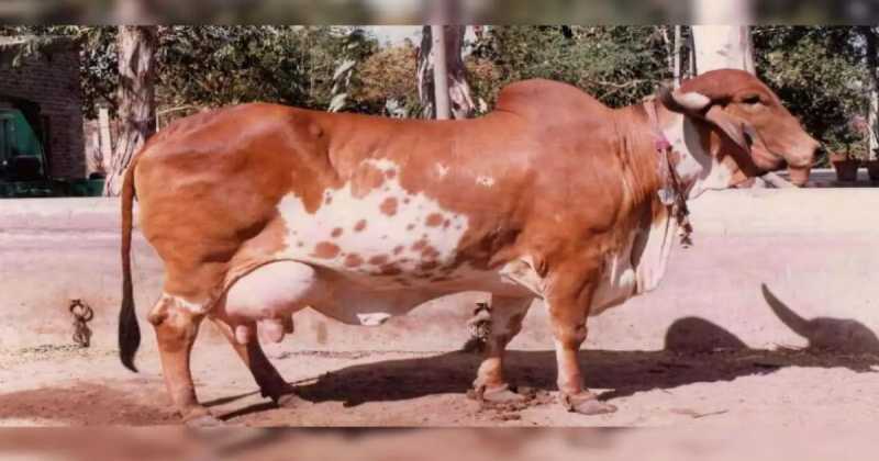 ભાવનગરમાં આ પશુપાલકે શરૂ કર્યો ગીર ગાયના દૂધનો ધંધો, આજે મહિને કરે છે આટલા રૂપિયાની કમાણી