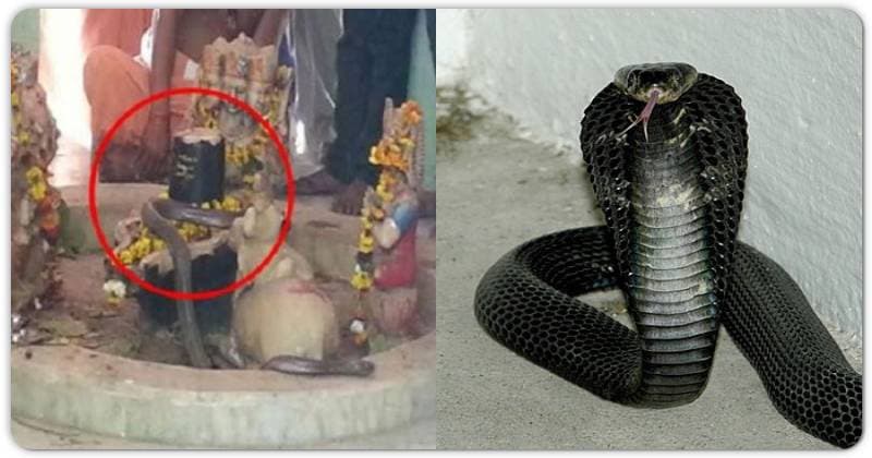 અહી શિવના દર્શન કરવા દરરોજ સાક્ષાત નાગદેવતા આવે છે, સ્થાનિક લોકો આ મદિરને માને છે ખૂબ…