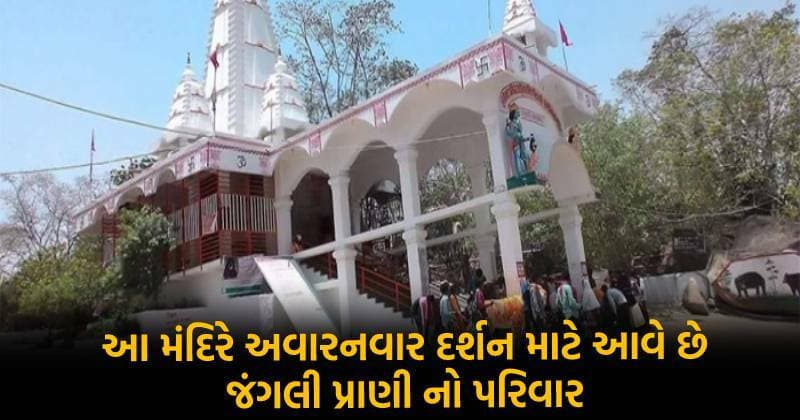 આ મંદિરે અવારનવાર દર્શન માટે આવે છે જંગલી પ્રાણીનો પરિવાર, મંદિરે આવી ને કરે છે એક ભક્ત જેવો વ્યવહાર