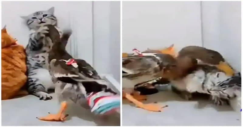 VIDEO: બતક ચાંચ મારીને કરી રહ્યું હતું બિલાડીને પરેશાન, બદલામાં ખાધો એક જોરદાર મુક્કો