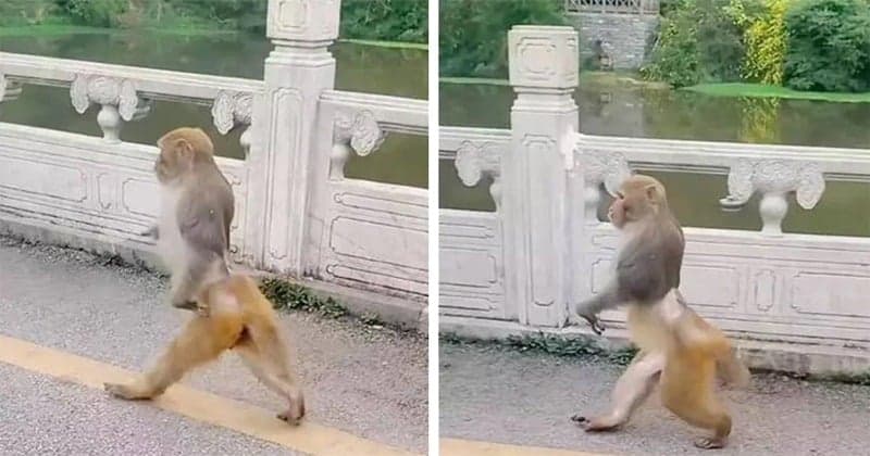 Video – અચાનક બે પગ પર ચાલવા લાગ્યું વાંદરું, પછી મજેદાર અંદાજમાં જ દોડ્યું