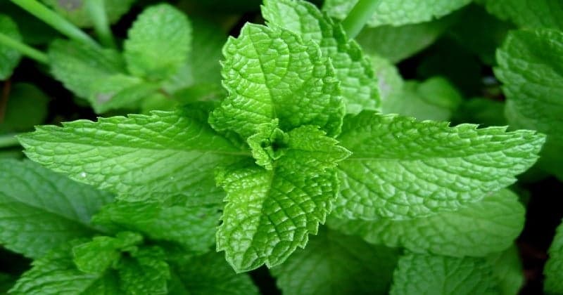 MINT