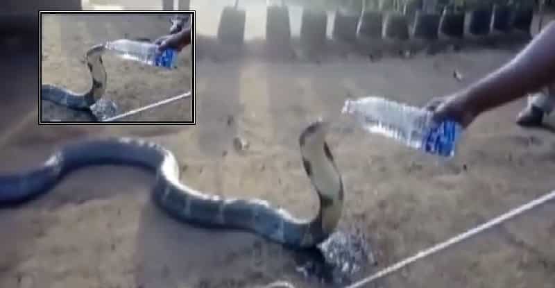 snake viral video