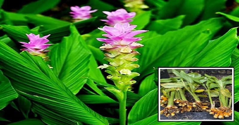 turmeric plant