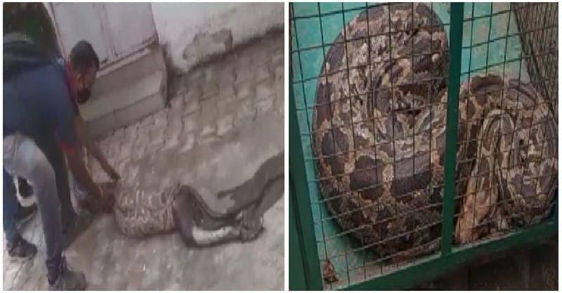 જીવતા વાંદરાને ગળી ગયા બાદ મુશ્કેલીમાં ફસાયો અજગર, જીવ જોખમમાં….