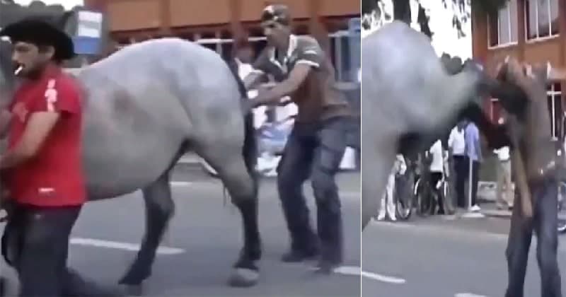 Horse Kicking