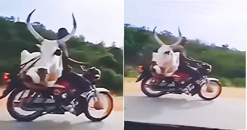 બાઇક પર બેસાડીને બળદને ફરવા લઇ ગયો માલિક, વીડિયો જોઈને તમે પણ ચોંકી જશો