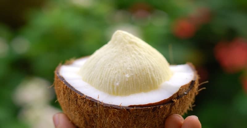 coconut flower