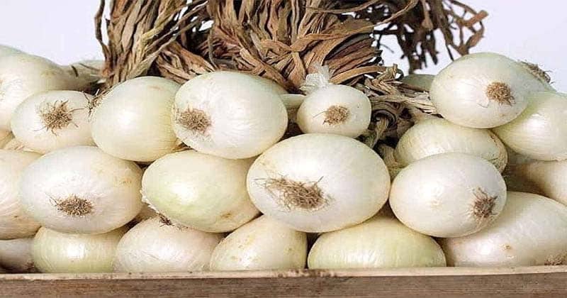 સફેદ ડુંગળી ખાવાથી મળશે ગજબના ફાયદા, રોગ પ્રતિકારક શક્તિમાં થશે વધારો