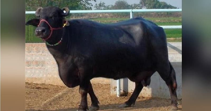 Buffalo