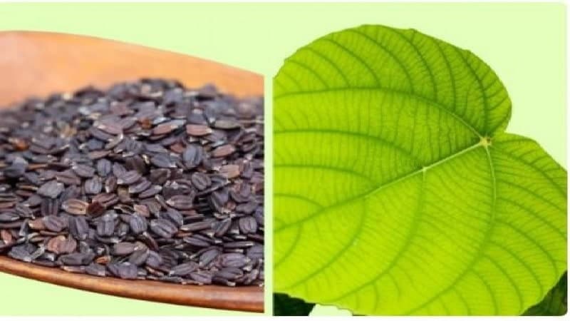 tulsi seeds