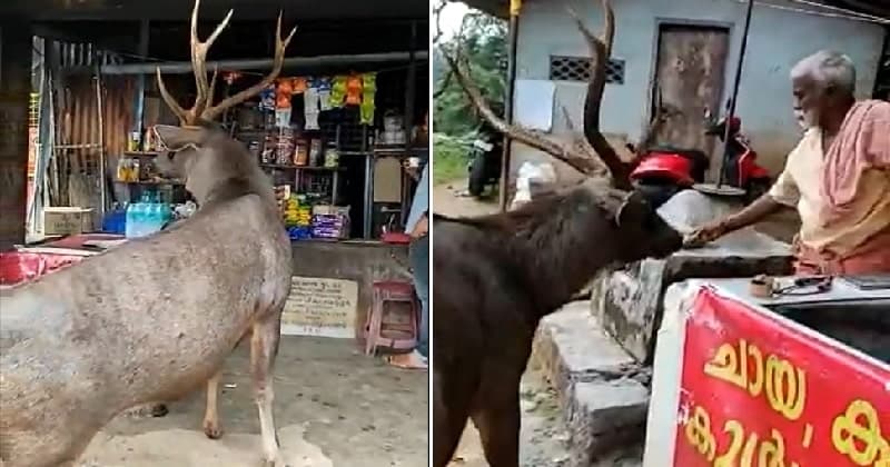 deer Video