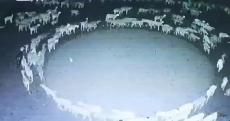 SHEEP VIRAL VIDEO