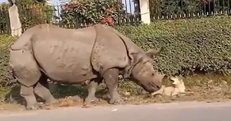 Rhino Dog Video