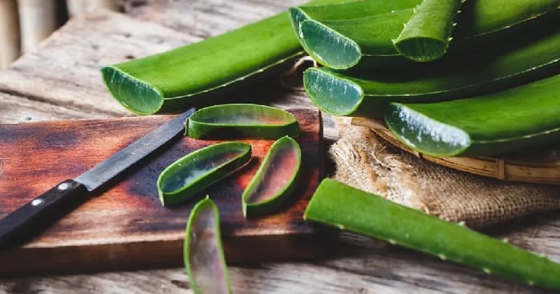 Aloe Vera Benefits