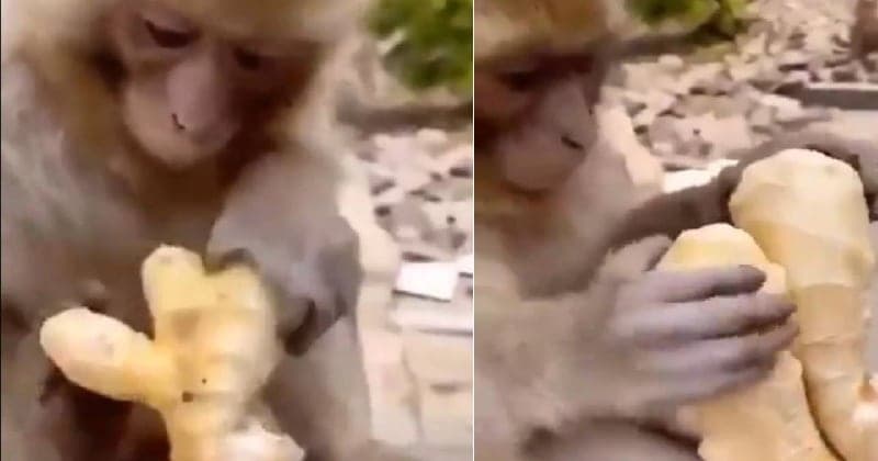 Monkey Viral Video