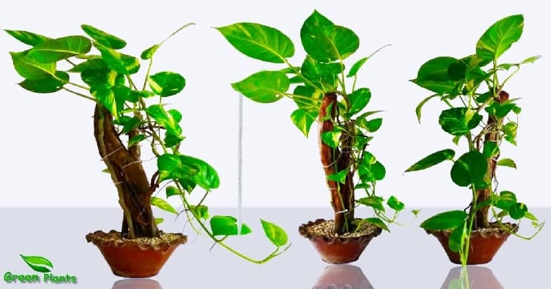 MONEY PLANT