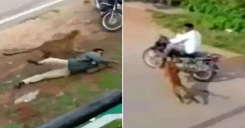 leopard attack video