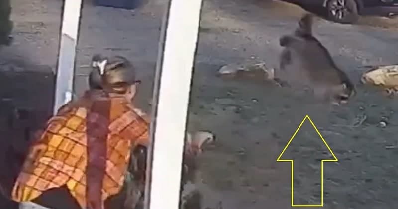 મા તે મા…. જીવના જોખમે દીકરીને રીંછથી છોડાવી, વીડિયો થયો CCTVમાં કેદ