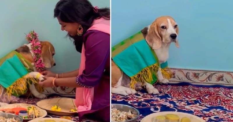 Dog Baby Shower