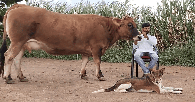 વાંસળી વાગવાનો અવાજ સાંભળતાં જ દોડતી આવે છે ગાય, શ્વાન પણ આવે છે દોડતા -VIDEO