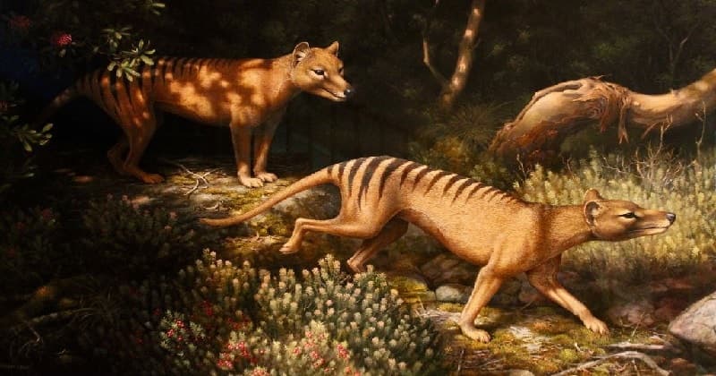 TASMANIAN TIGER