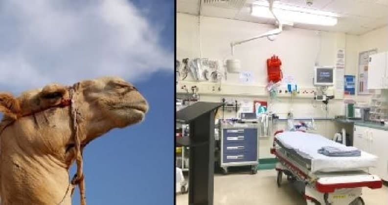 camelflu