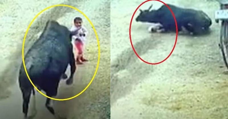 VIDEO: બળદ બન્યો બાળકનો દુશ્મન, પહેલા તેને શિંગડા માર્યા અને પછી છાતી પર બેસી ગયો